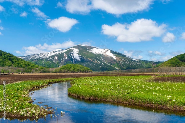 Obraz 晴天の尾瀬　水芭蕉と至仏山