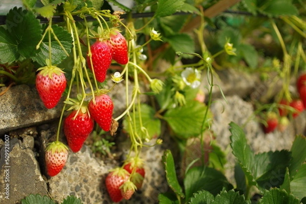 Obraz 石垣いちご