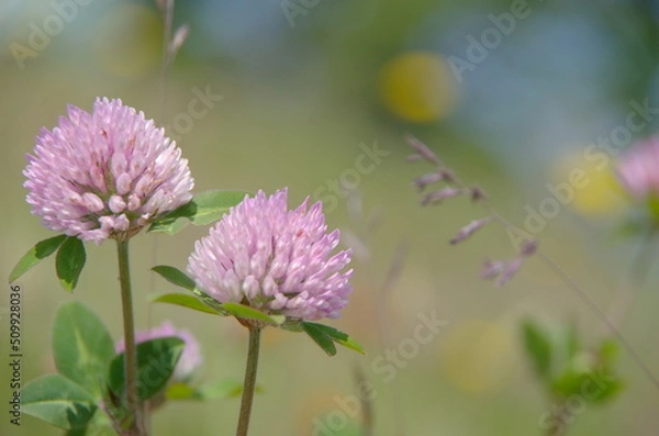 Obraz ムラサキツメクサ