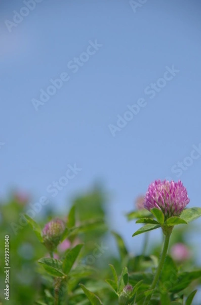 Obraz ムラサキツメクサと青空