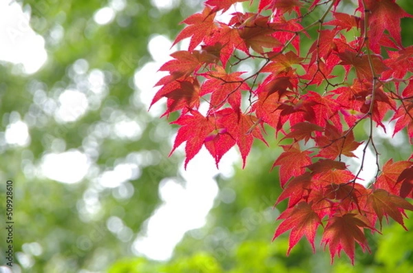 Obraz 春紅葉と新緑