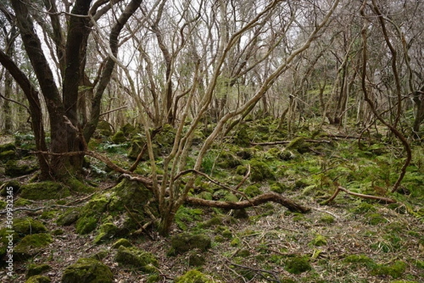 Obraz fallen trees and bare trees