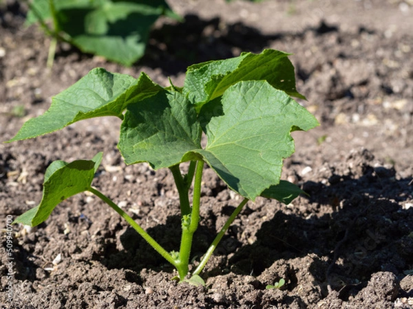 Obraz A young cucumber plant with several leaves in the soil, close-up. Growing organic vegetables. Green cucumber bush in spring in the open ground
