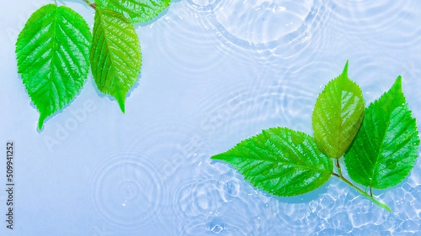 Obraz 水面に浮かぶ葉と波紋
