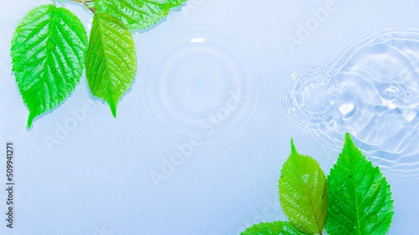 Obraz 水面に浮かぶ葉と波紋
