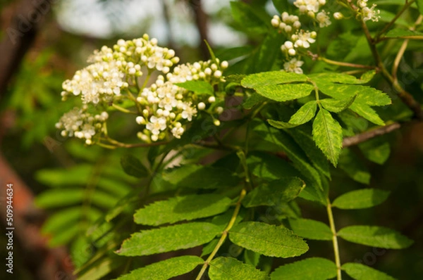 Obraz Blooming white rowan flowers on a green background