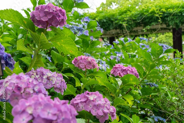 Fototapeta 紫陽花