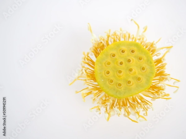 Fototapeta Yellow lotus pollen on a white background. concept of extract. closeup photo, blurred.