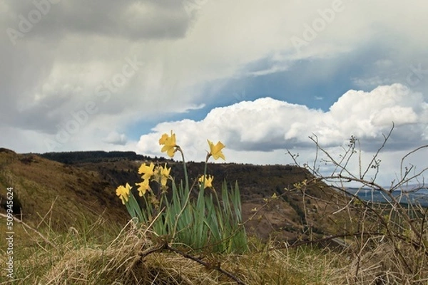 Fototapeta Mountain Daffodils 