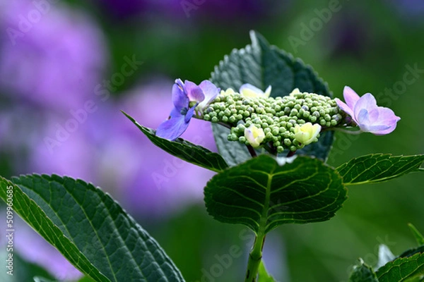 Obraz 梅雨に鮮やかな紫陽花