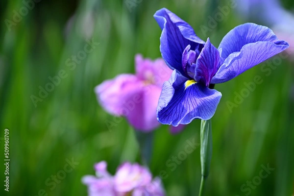 Obraz 美しく艶やかな花菖蒲