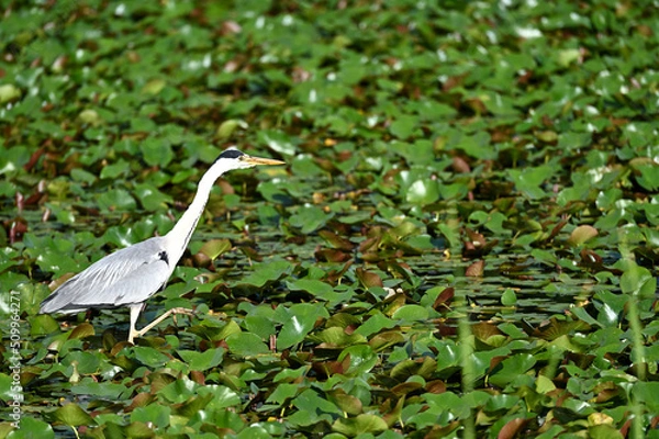 Obraz 獲物を探すアオサギ