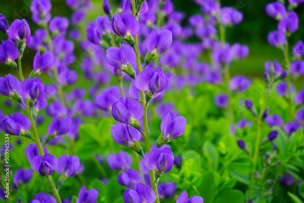 Fototapeta Baptisia australis commonly known as blue wild indigo or blue false indigo