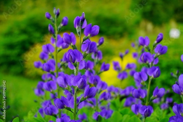 Fototapeta Baptisia australis commonly known as blue wild indigo or blue false indigo