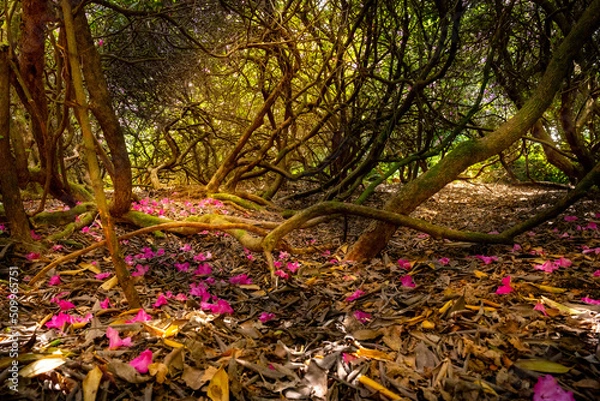 Fototapeta Rhododendron Forest