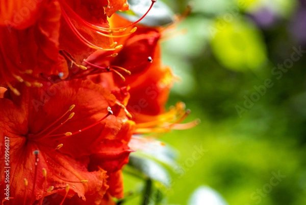 Obraz Rhododendron in Leuzigen