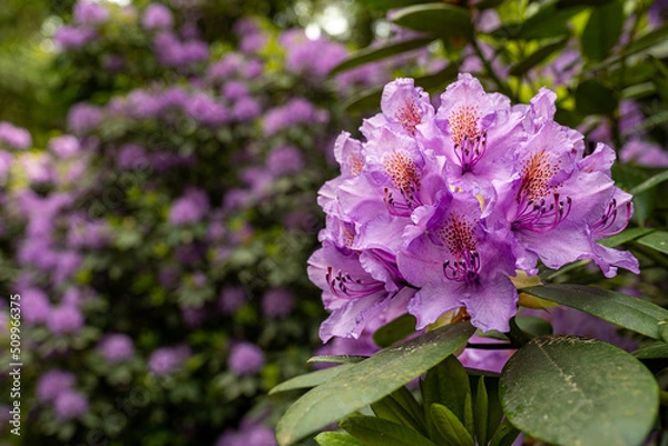 Obraz Rhododendron flower