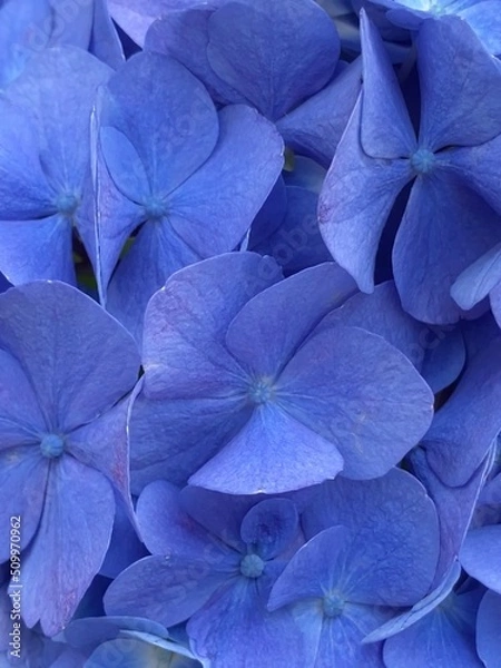 Fototapeta Series of close up Hydrangea of the summer “Ajisai” in Tokyo Japan, year 2022 June 10th