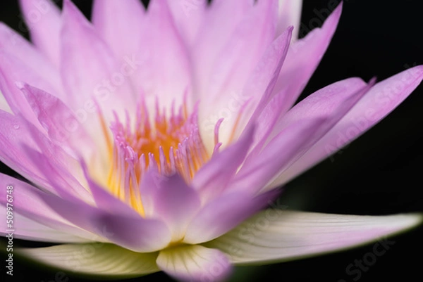 Fototapeta 美しいスイレン