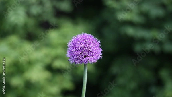 Obraz Blooming purple flowers are pollinated by insects. Bees came to drink nectar from a summer flower