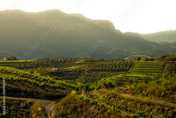 Fototapeta landscape of vineyards in the Priorat wine region in Tarragona in Spain