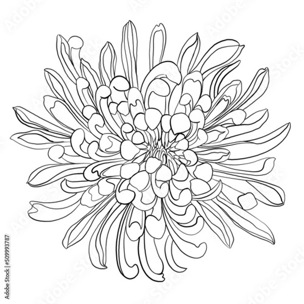 Fototapeta abstract background. Sketches of flowers. Minimalistic illustration with chrysanthemum. Idea for logo, poster, postcard, tattoo, emblem. Print for textiles, wallpapers, textiles.