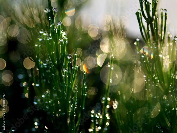 Obraz 夜明けの水田の朝露
