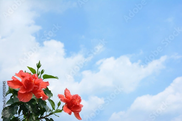 Fototapeta ハイビスカスの花　青空