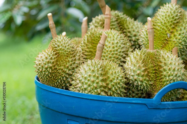 Fototapeta The harvested durians are cut and put in the blue basket in the garden, product quality for export, king of fruit in Thailand, for advertising concept 
