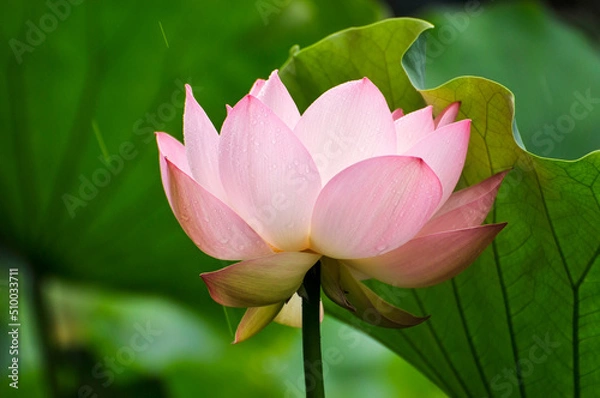 Obraz Blossoming lotus flower