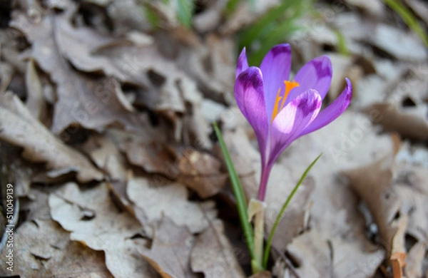Fototapeta Close-up of a single of blooming crocus flowers in the forest. Purple crocus grows through dry brown leaves. The first flowers of spring