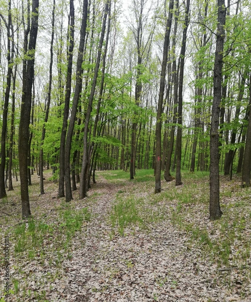 Fototapeta Picturesque deciduous forest in early spring. The green grass makes its way through the dry leaves