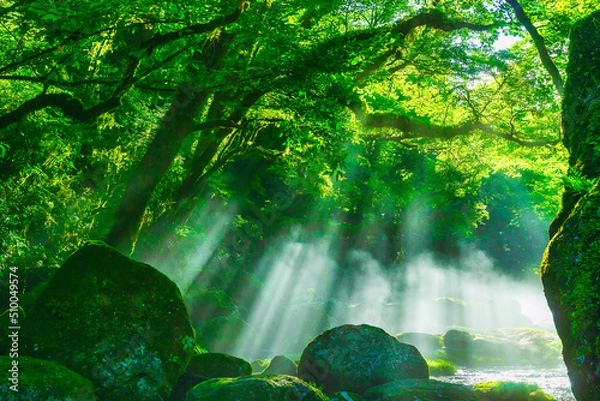 Obraz 菊池渓谷（熊本県菊池市）