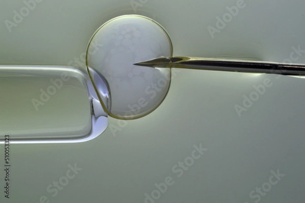 Fototapeta Ovum with a needle for artificial insemination or in vitro fertilization. The concept of genetic engineering and artificial insemination or infertility treatment.