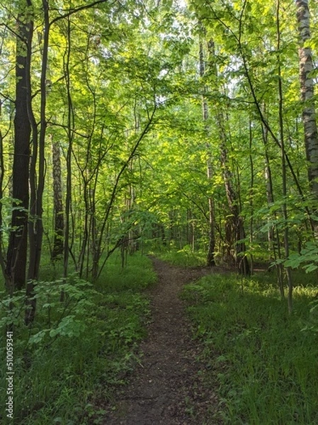 Fototapeta path in the forest