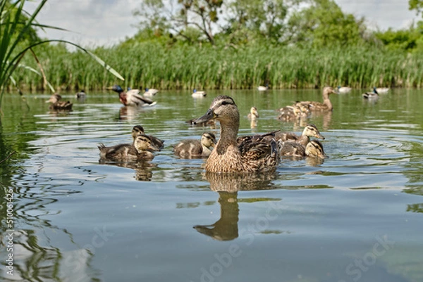 Fototapeta Mother duck with ducklings swimming on lake surface. Wild animals in a pond.