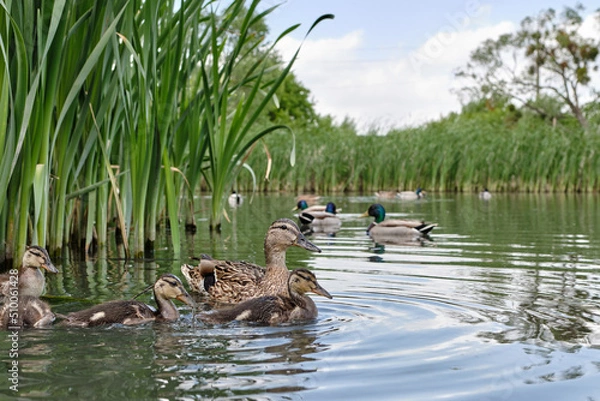 Fototapeta Mother duck with ducklings swimming on lake surface. Wild animals in a pond.