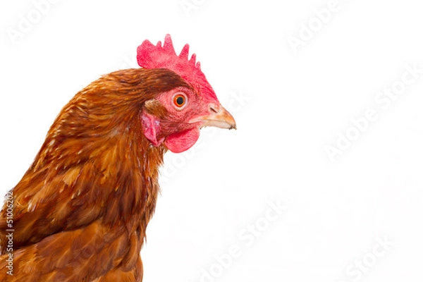 Obraz rhode island red chicken isolated