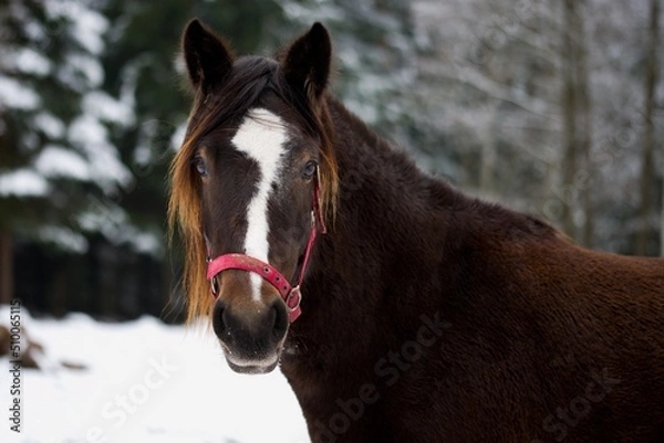 Obraz Welsh cob mare