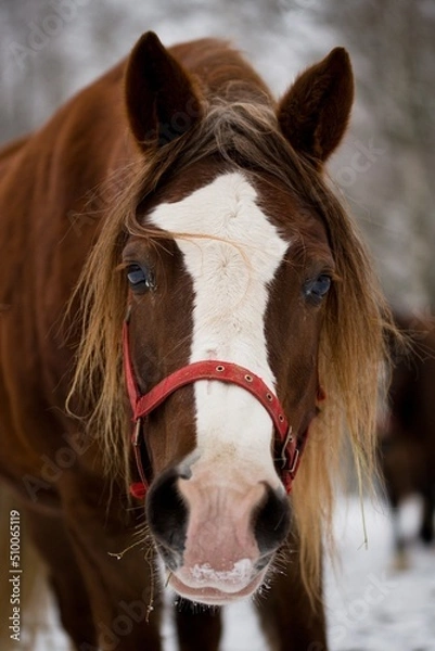 Obraz Welsh cob mare