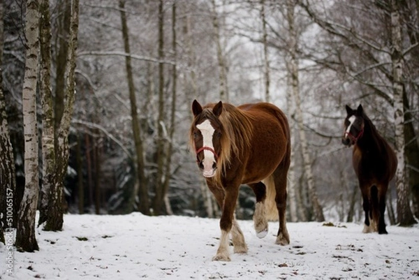 Obraz Welsh cob mare