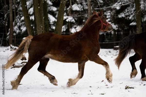 Obraz Welsh cob mare