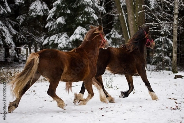 Obraz Welsh cob mare