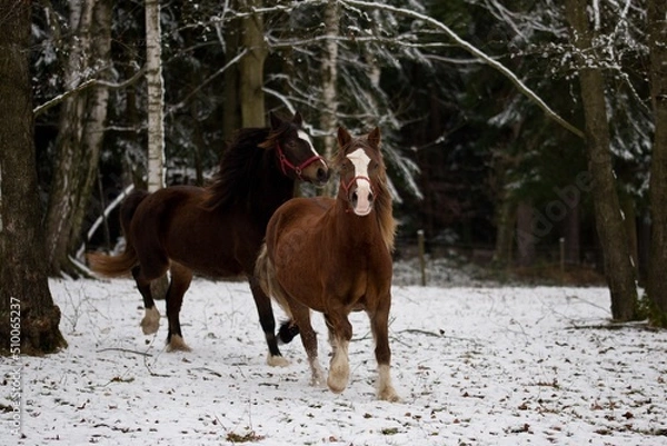 Obraz Welsh cob mare
