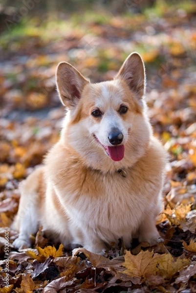 Obraz Welsh corgi
