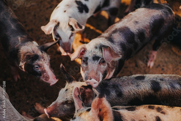 Obraz Cerdos caminando en el campo