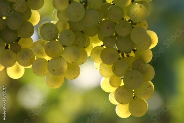 Obraz winogrona