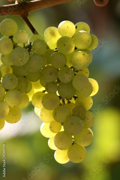 Obraz Weintrauben