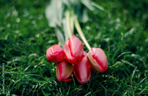 Obraz Pink tulips on a green background