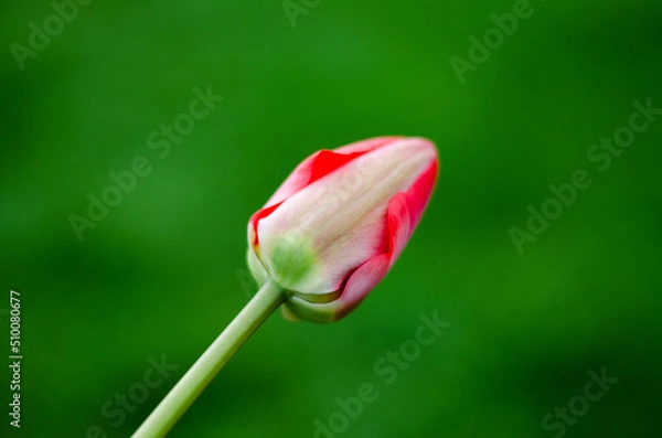 Obraz Pink tulip on a green background